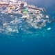 Manta feeding in trash, Indonesia